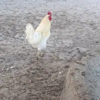 دو عدد خروس سالم سره حال