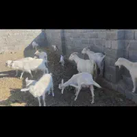 بز سانن اصل|حیوانات مزرعه|بافت, |دیوار