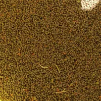 گاودانه تمیز پاک درشت