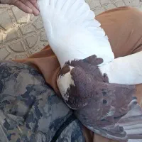 کبوتر چپ|پرنده|درمیان, |دیوار