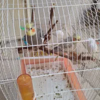 جفت عروس هلندی سخنگو رام و دستی