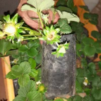 نشا گلدانی توت‌فرنگی