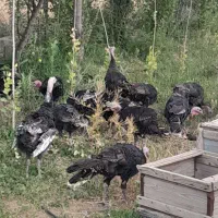 بقلمون محلی اورکانیک