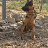 سگ ژرمن ۶ ماهه