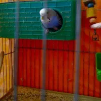 مرغ عشق ماده