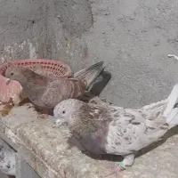 ۱۰ عدد و۵جفت کفتر