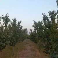 باغ الو بارده ۵ ساله اراضی دشت