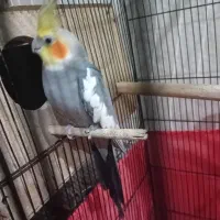 عروس هلندی سخنگو