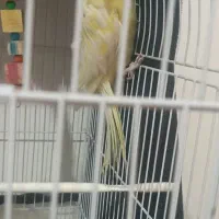 عروس هلندی ماده|پرنده|مشهد, ابوذر|دیوار