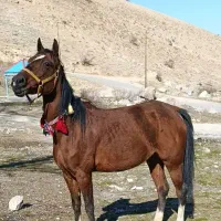مادیان گمشده