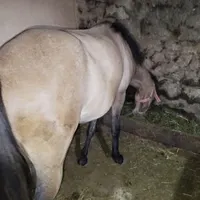 اسب ماده