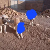 فروش توله سرابی|سگ|زنجان, |دیوار