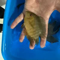 ماهی|ماهی|قم, انصار‌الحسین|دیوار