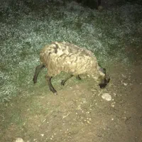 ۵ بره خوراک خور ۴۰ تومن