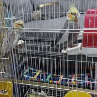 فروش عروس هلندی