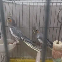 عروس هلندی با تمام تجهیزات