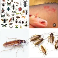 سمپاشی ساس سوسک سم پاشی گال زنبوردرتمام نقاط|خدمات نظافت|مشهد, کوشش|دیوار