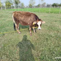 دو راس لیشه جنس زیبا|حیوانات مزرعه|ماسال, |دیوار