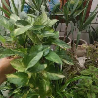 فروش تعدادی گل|گل و گیاه طبیعی|نورآباد ممسنی, |دیوار