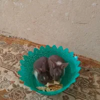 دوعدد خرگوش