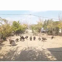 بوقلمون آماده تخم گذاری