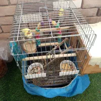 عروس هلندی جفت|پرنده|محمدیه-قزوین, |دیوار