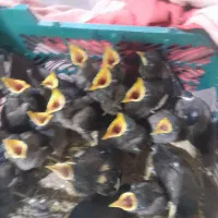 جوجه مینا