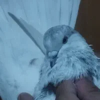کفتر ...