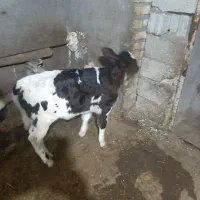 گاو|حیوانات مزرعه|زنجان, |دیوار