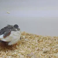 بلدرچین مینیاتوری