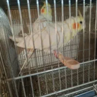 جفت عروس بالغ وحش