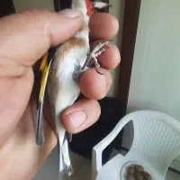 سهره نر بستان اباد تک بخون سفت|پرنده|اصفهان, ملک‌شهر|دیوار