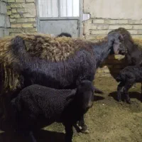 میش با بره|حیوانات مزرعه|خوشاب, |دیوار