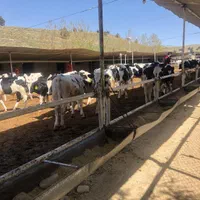 گوساله وزن بین ۱۳۰ تا ۲۰۰ کیلوگرم صنعتی