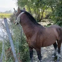 اسب باری سقز بانه آرمرده