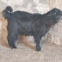 بیگ تخمی|حیوانات مزرعه|ایذه, |دیوار