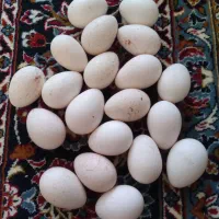 تخم بوقلمون