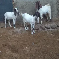 بزغاله نر ماده|حیوانات مزرعه|بروجرد, |دیوار