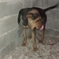 توله سگ روتوایلر نژاد دار ماده ۱۰ ماهه واکسن زده|سگ|خوش‌رودپی, |دیوار