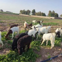 فروش بز و کهره|حیوانات مزرعه|شیراز, ظفرآباد|دیوار