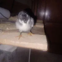 تخم مرغ نطفه دار گلین|حیوانات مزرعه|نجف‌آباد, یزدانشهر|دیوار