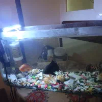 یک عدد آکواریوم|ماهی|الوند, |دیوار