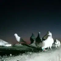 کبوتر پرشی ضربه