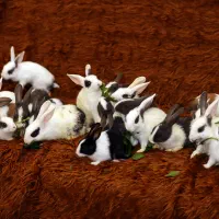 چهل تا بچه خرگوش ناز و خونگی