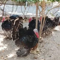 بوقلمون نر و ماده تخم گذار