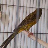 قناری رسی بلند ماده