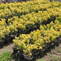 شمشاد طلایی گلدان 3/۵|گل و گیاه طبیعی|چابکسر, |دیوار