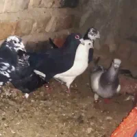 کفتر