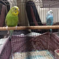 عروس هلندی مرغ عشق|پرنده|سیاهکل, |دیوار