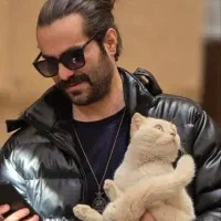 گربه نر اسکاتیش جهت جفتگیری